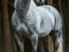 Срочно продам в рассрочку