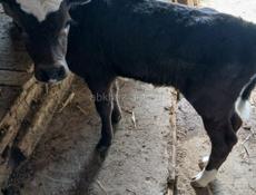 Продаётся телёнок