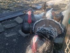 Продаются индюки