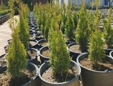 Саженцы декоративных растений