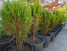 Саженцы декоративных растений