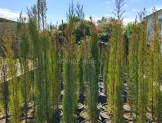 Саженцы декоративных растений