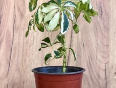 Шеффлера вариегатная