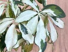 Шеффлера вариегатная