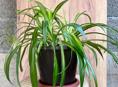 Комнатное растение Хлорофитум
