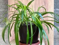 Комнатное растение Хлорофитум