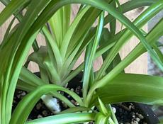 Комнатное растение Хлорофитум