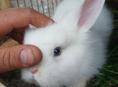 Продаю 3 кроликов 2500 один кролик