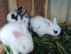 Продаю 3 кроликов 2500 один кролик