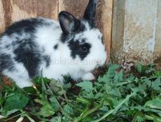 Продаю 3 кроликов 2500 один кролик