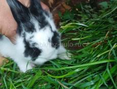 Продаю 3 кроликов 2500 один кролик