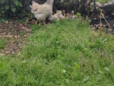 Квочка с 11 цеплятами 