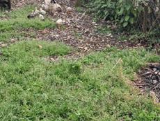 Квочка с 11 цеплятами 