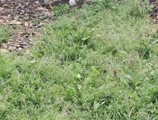 Квочка с 11 цеплятами 