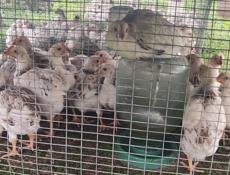 Продаю цыплят петушков им месяц и 10 дней 