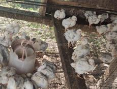 Продаю цыплят петушков им месяц и 10 дней 