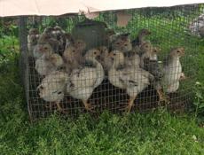 Продаю цыплят петушков им месяц и 10 дней 