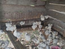 Продаю цыплят петушков им месяц и 10 дней 