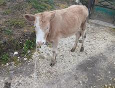 Продается тёлочка.