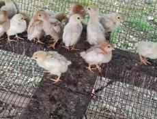 Продаю цыплят несушек им две недели 
