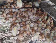 Продаю цыплят несушек им две недели 
