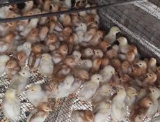Продаю цыплят несушек им две недели 