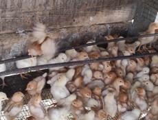 Продаю цыплят несушек им две недели 