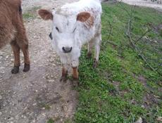 Продается бычок.