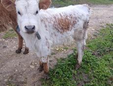 Продается бычок.