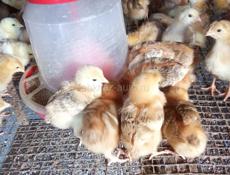 Цыплята Ред Бро 