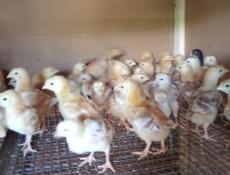 Цыплята Ред Бро 
