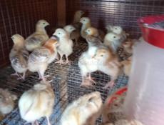 Цыплята Ред Бро 