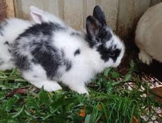 Продают кроликов 