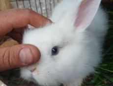 Продают кроликов 