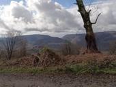 Ступичный подшипник левый передний