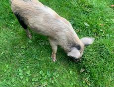 Продам кабанчика 