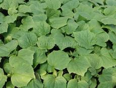 Продаётся рассада помидоры огурцы и тд