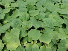 Продаётся рассада помидоры огурцы и тд