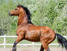 Куплю не обученных  лошадей 