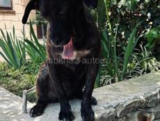 Дези ищет дом.