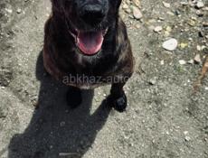 Дези ищет дом.