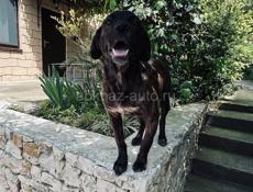 Дези ищет дом.