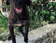 Дези ищет дом.