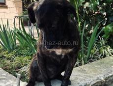 Дези ищет дом.