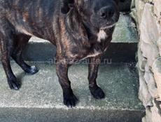 Дези ищет дом.