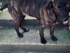 Дези ищет дом.