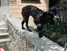 Дези ищет дом.