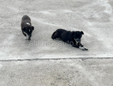 Отдаем собачек в добрые руки🙏🏻