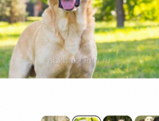 Стол из массива дерева в виде собачки 🐕 ручной работы 