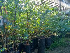 Продаются саженцы серебристого эвкалипта Ганна цена договорная 